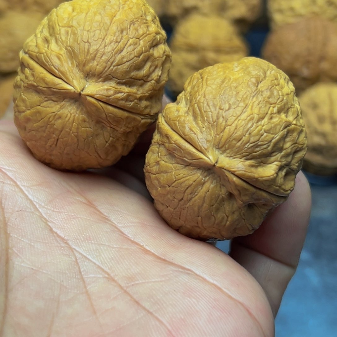 41尺寸金山元宝 一物一图