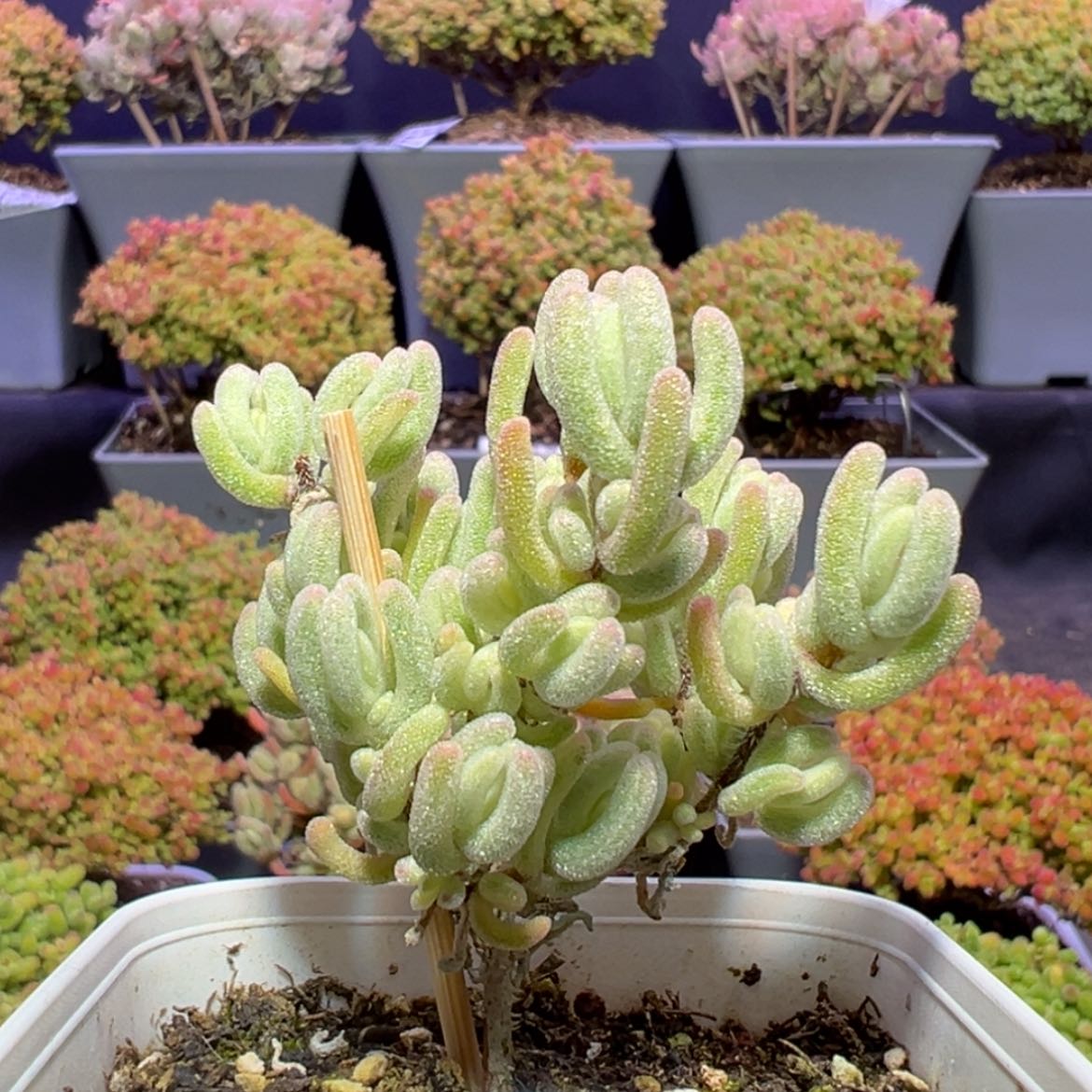 【闪购商品】d530橙叶锦枝干番杏