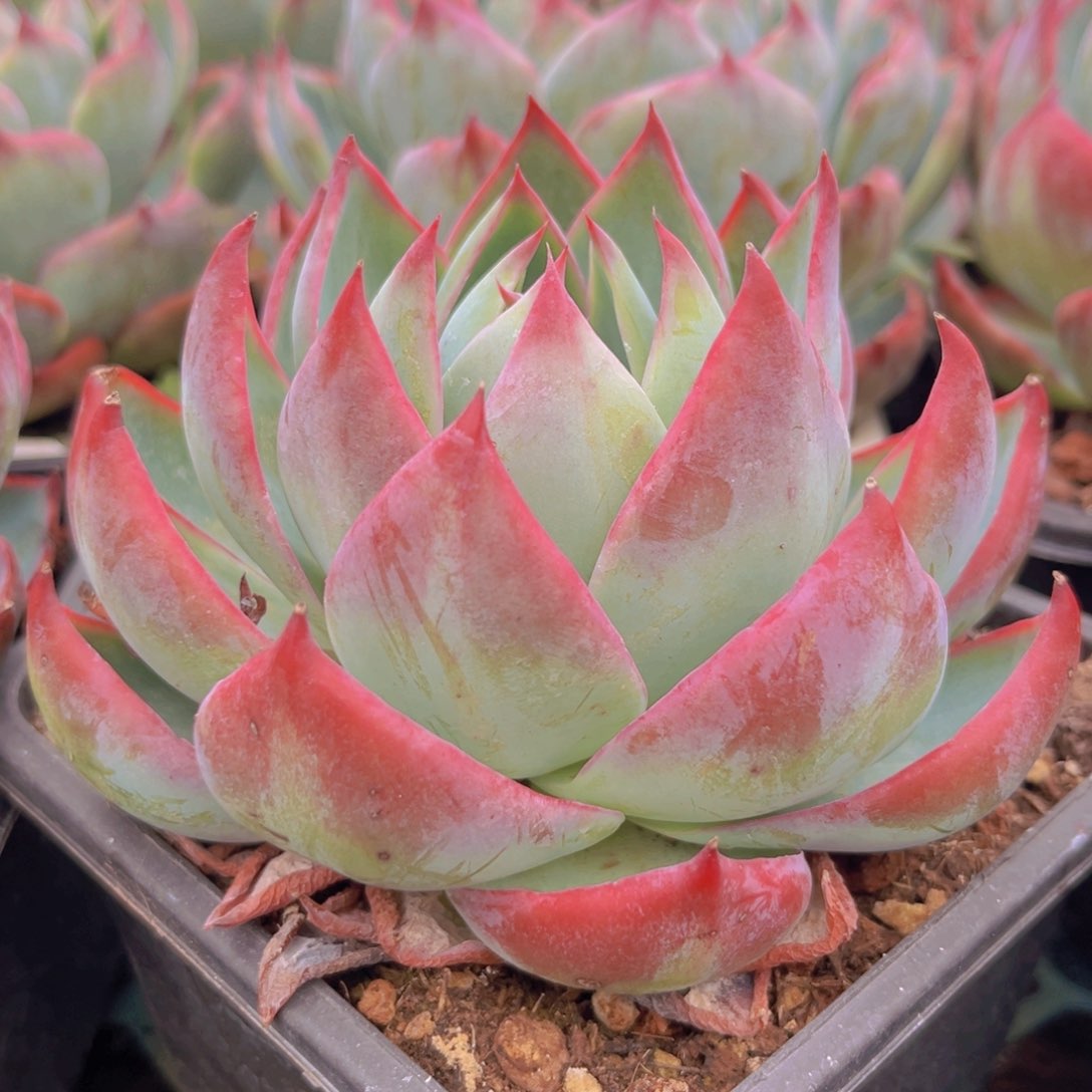 12公分988888888888888