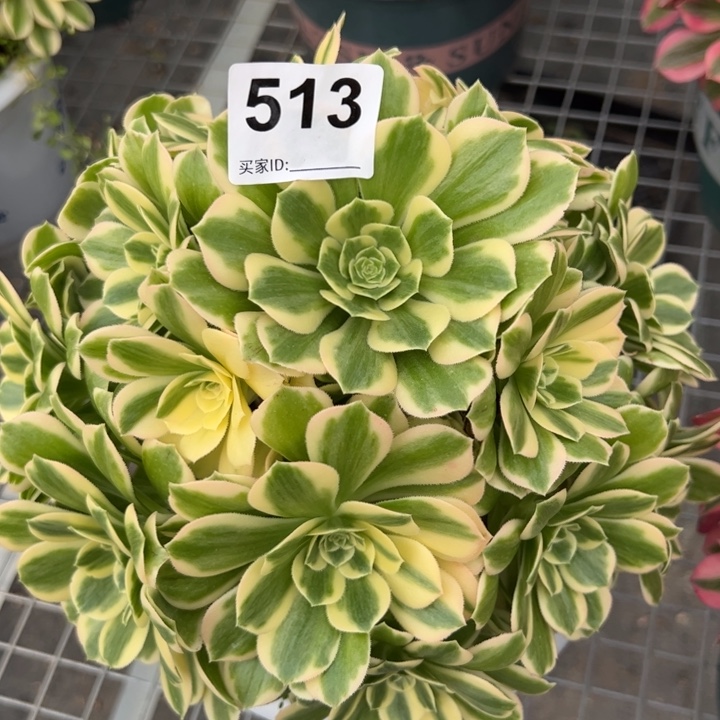 513碧玉20厘米左右