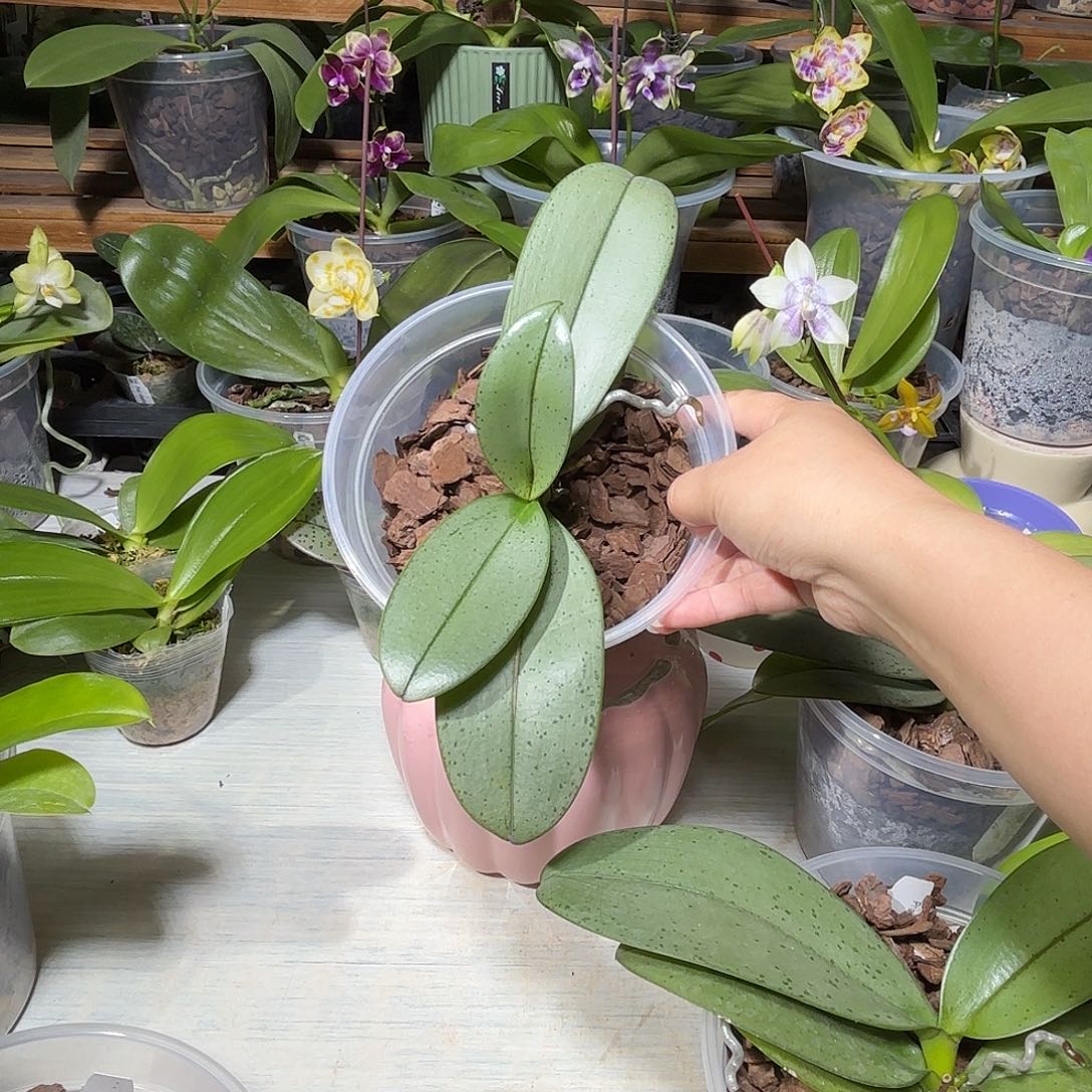 不***虎当前无花栽培后可以开花魅力