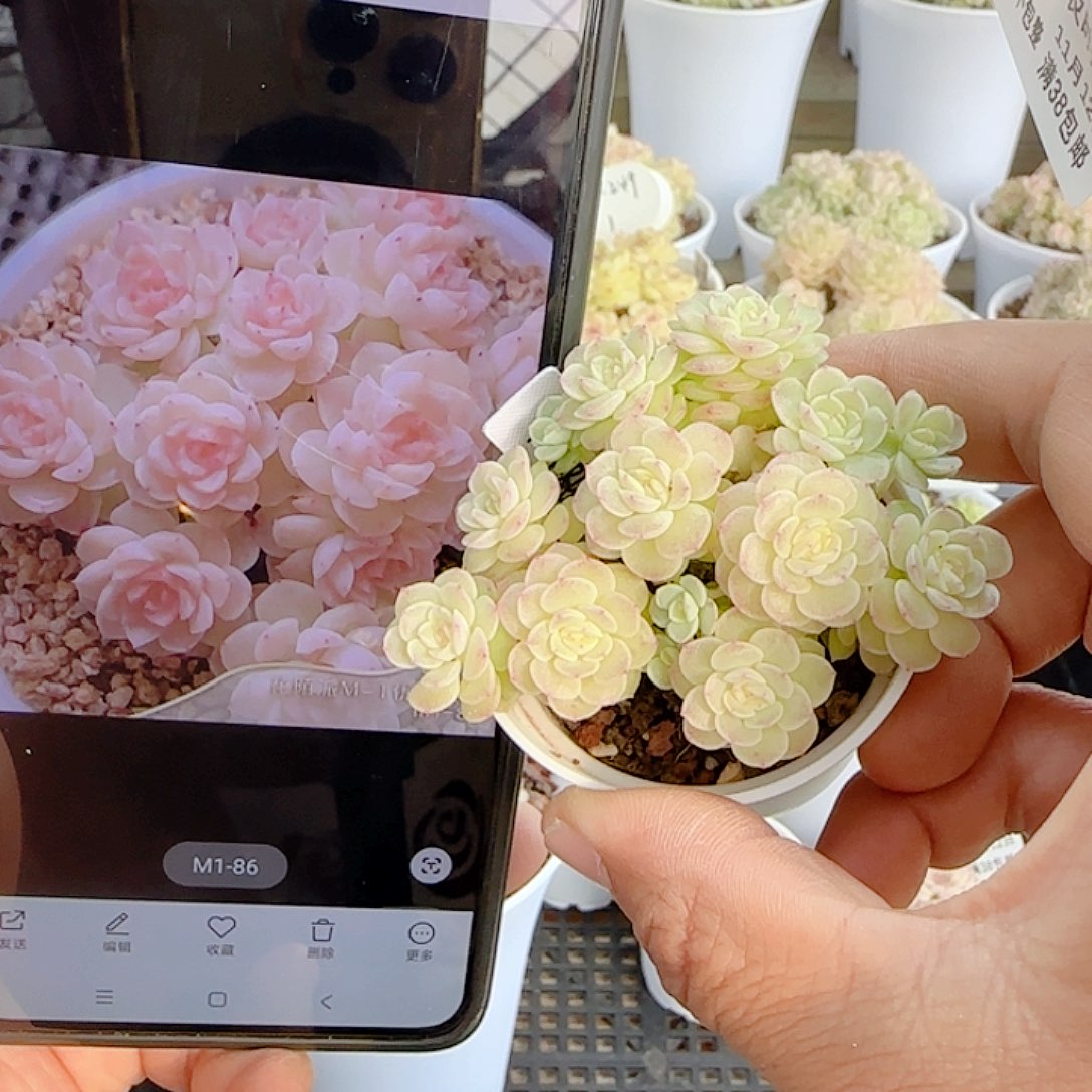 小***～1112-206（m1-86）优选