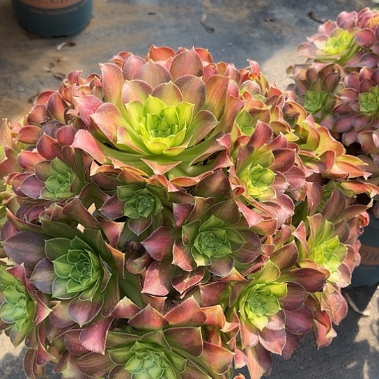 多肉植物大韶华锦19