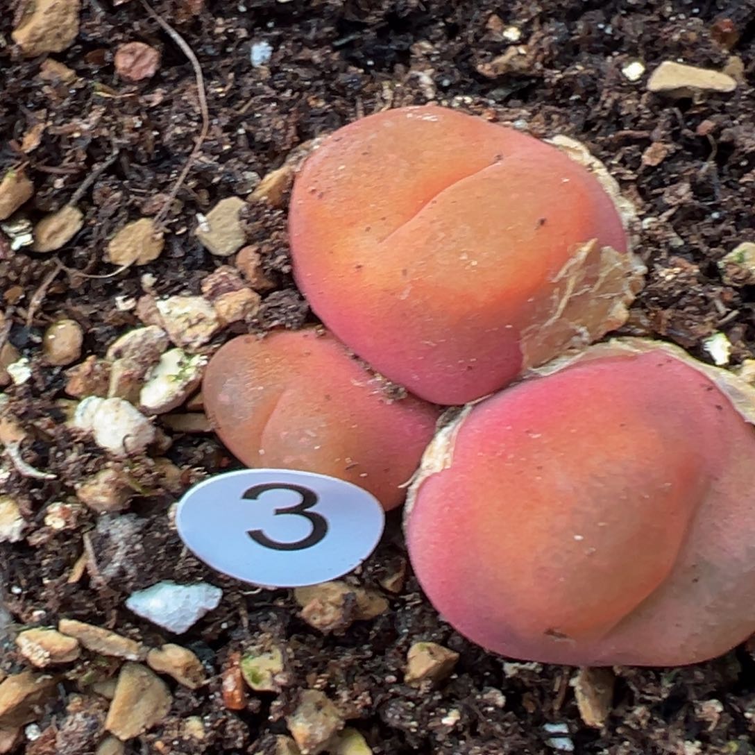 多肉植物111111111111111111