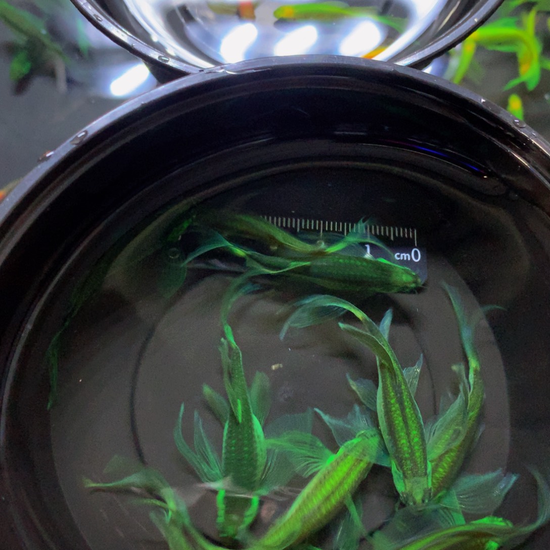 斑马鱼大号蝶翼斑马暗夜绿10只（4-5厘米）