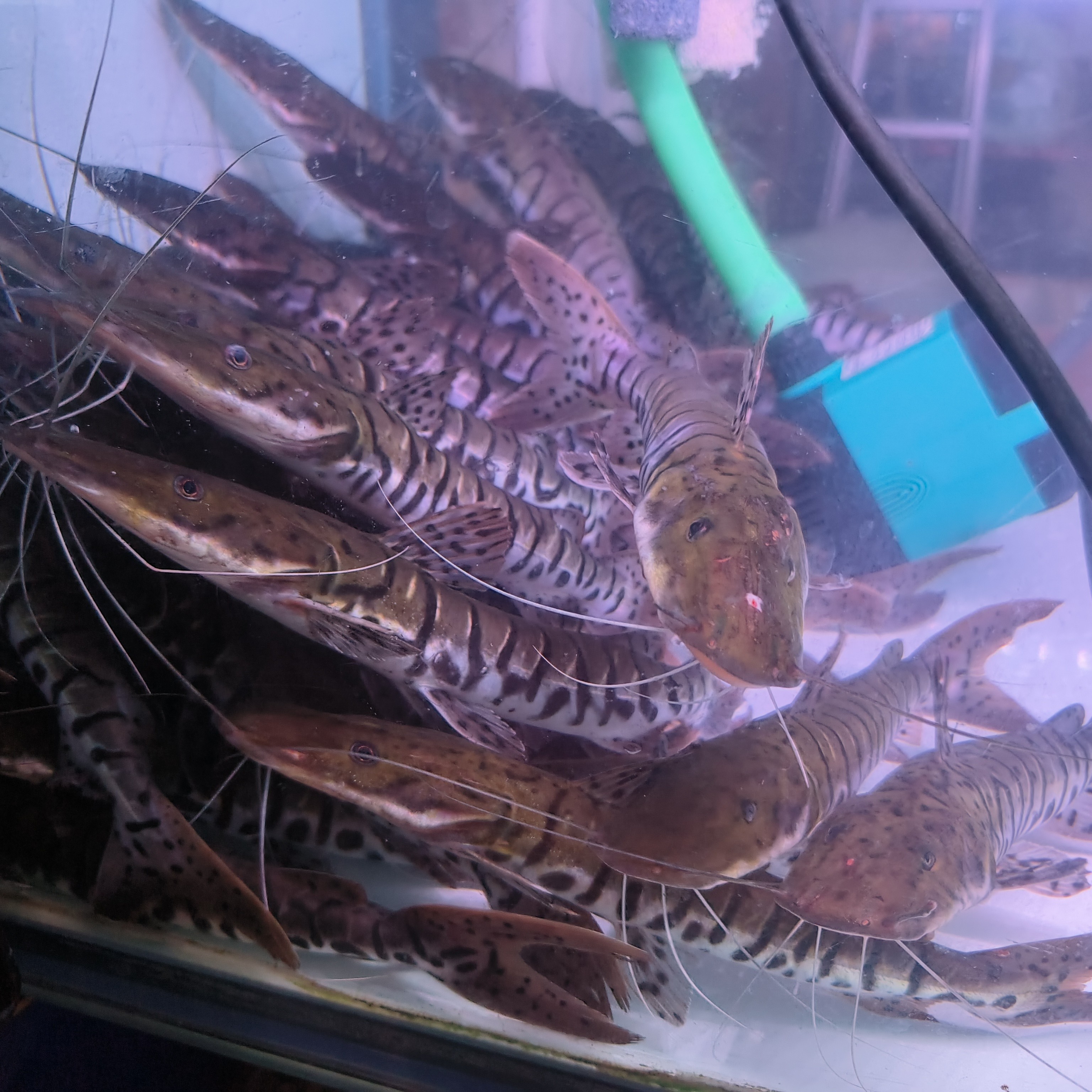 大型凶猛热带观赏鱼虎斑鸭嘴鲨鱼活体淡水鲨鱼耐活好养