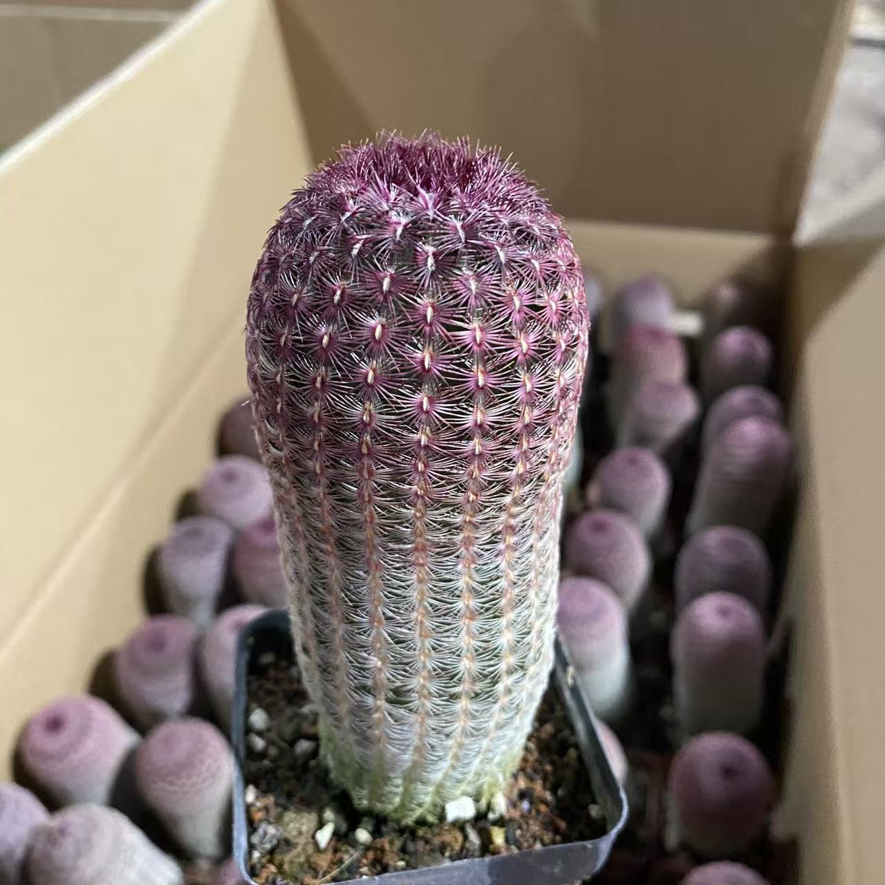 实生红太阳高度10cm    仙人球漳州基地直发 新手好养