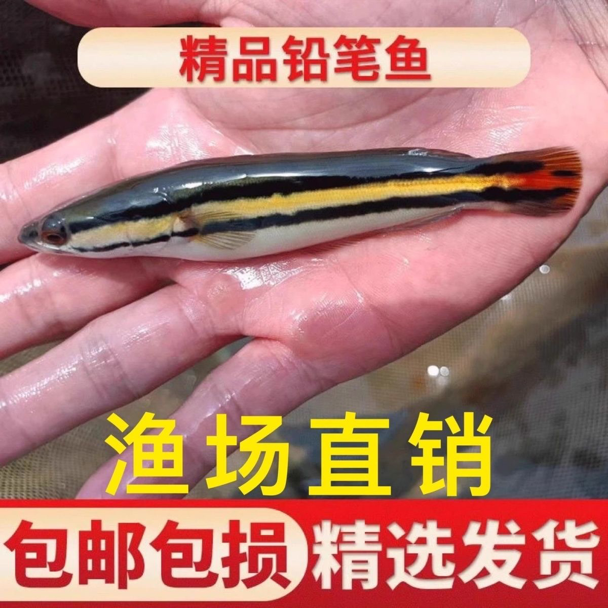 印尼热带猛鱼铅笔好养耐活活体观赏鱼