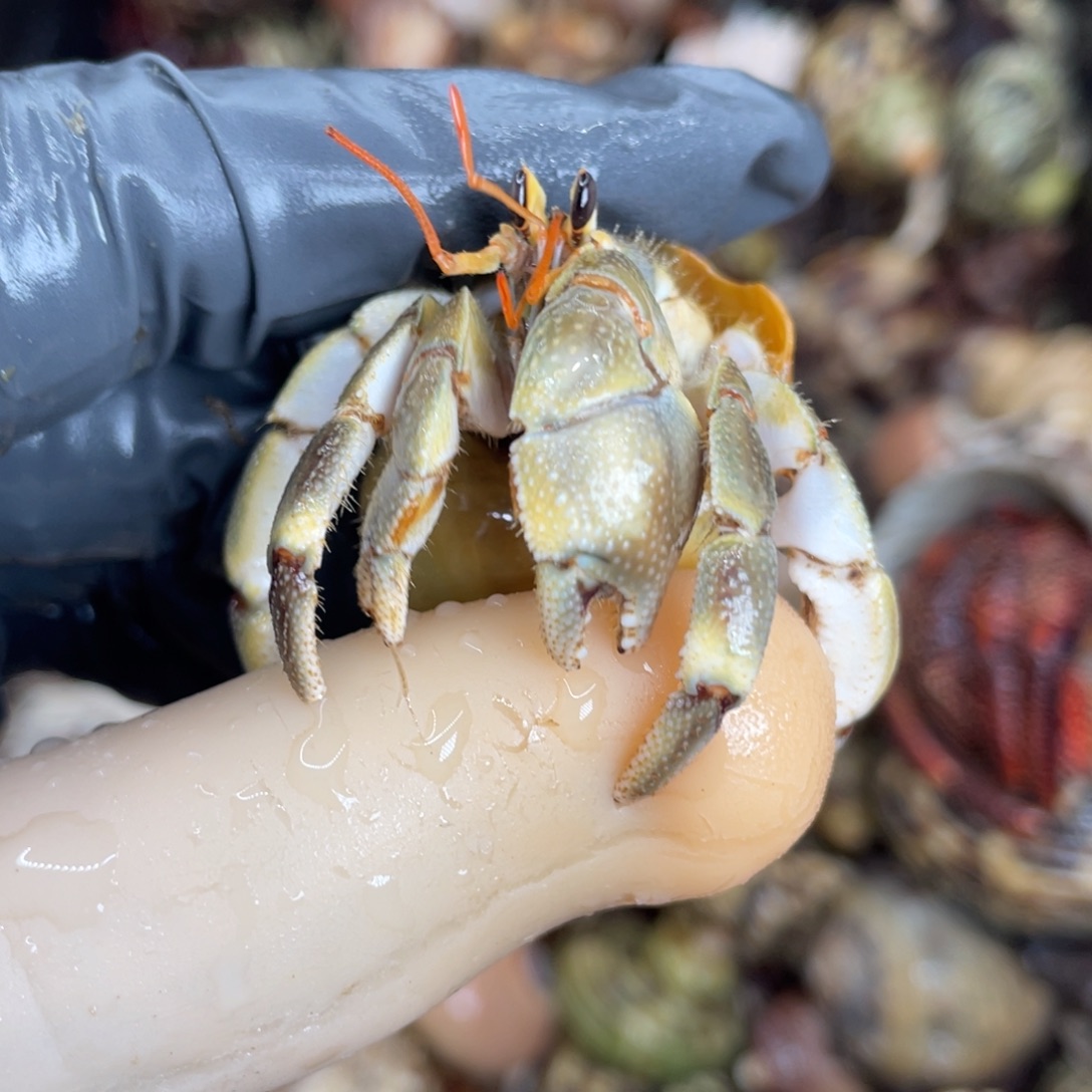 不退不换活体宠物52