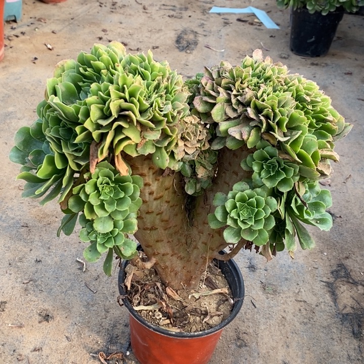 绿羊绒缀多肉植物28。 