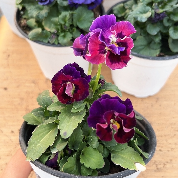 红陶抖音直播闪拍192