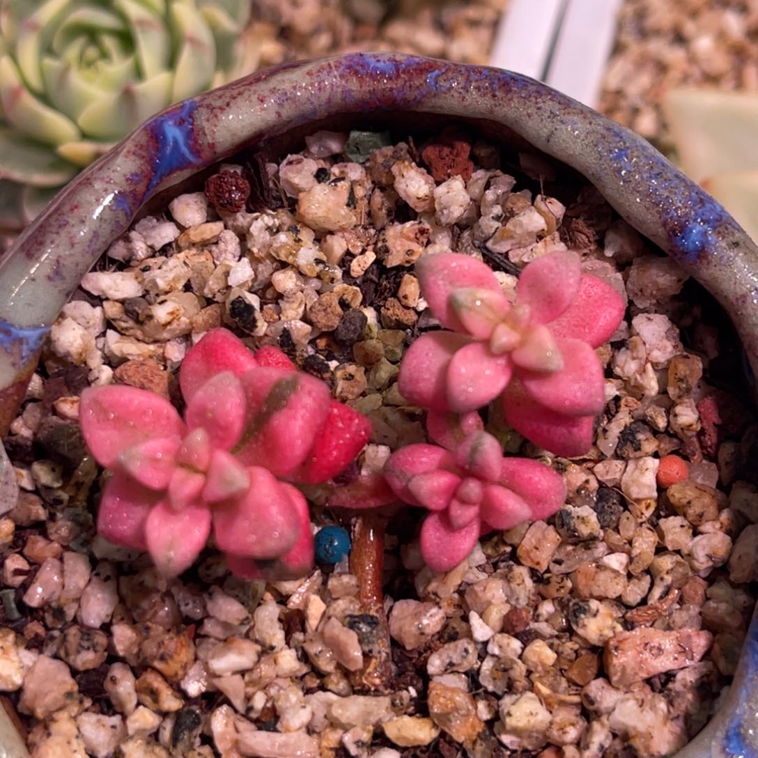 尚品特价七彩白鹭锦