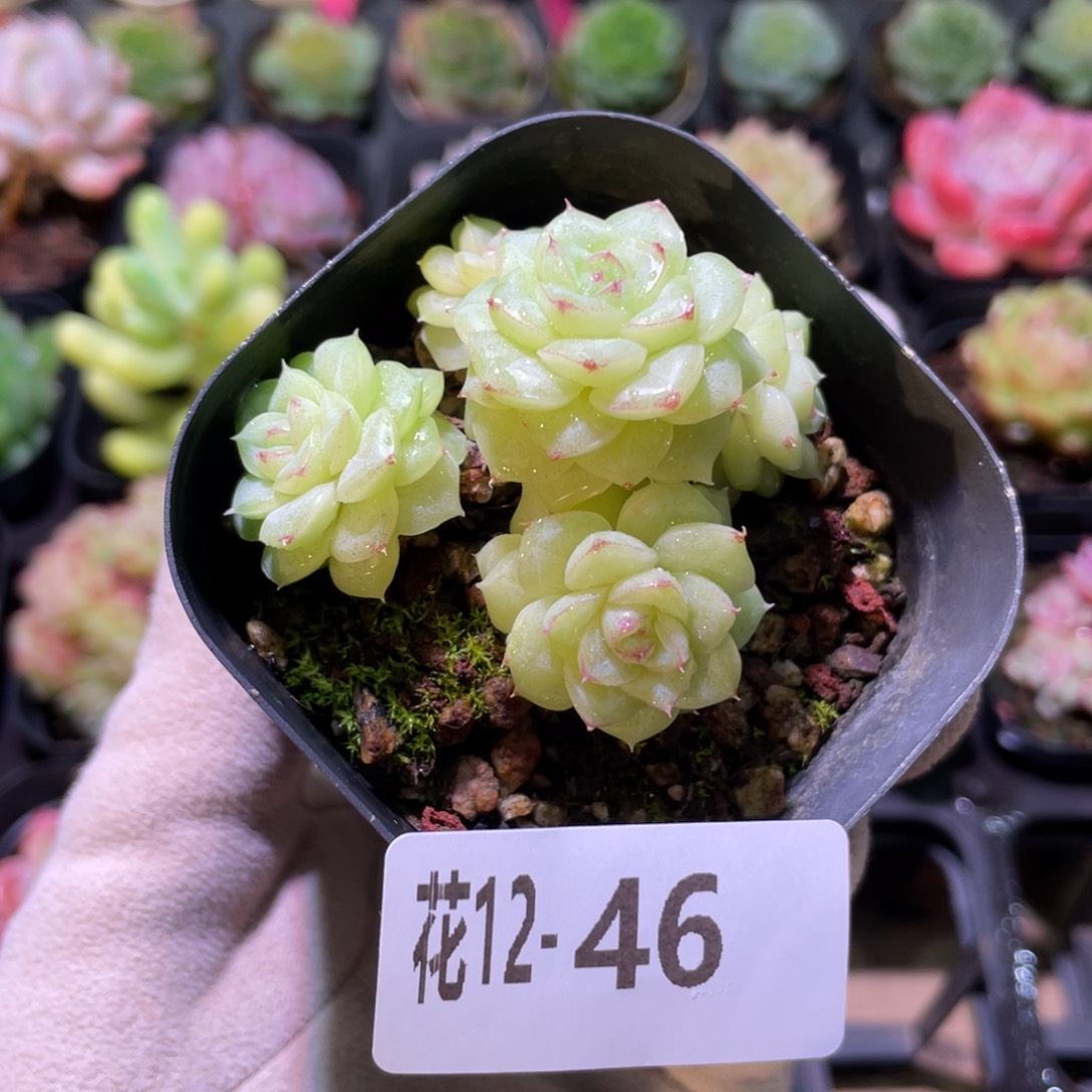 花利美12-46白天鹅