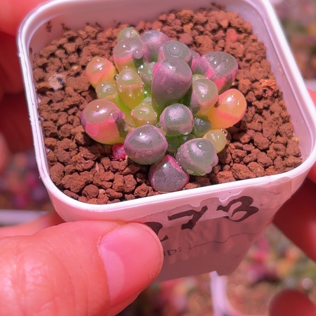 273号五十铃玉锦多肉植物锦一物一拍带盆土