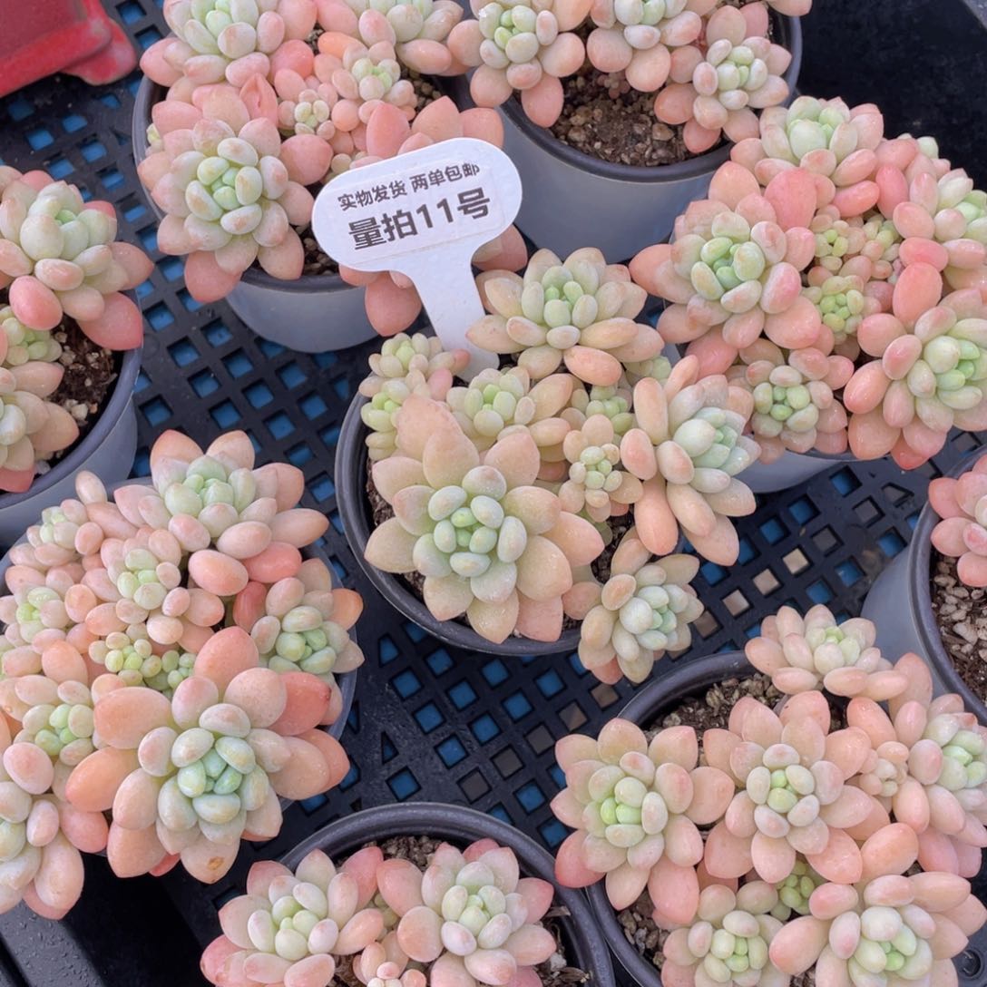 量拍11号鱼子酱大群生一个