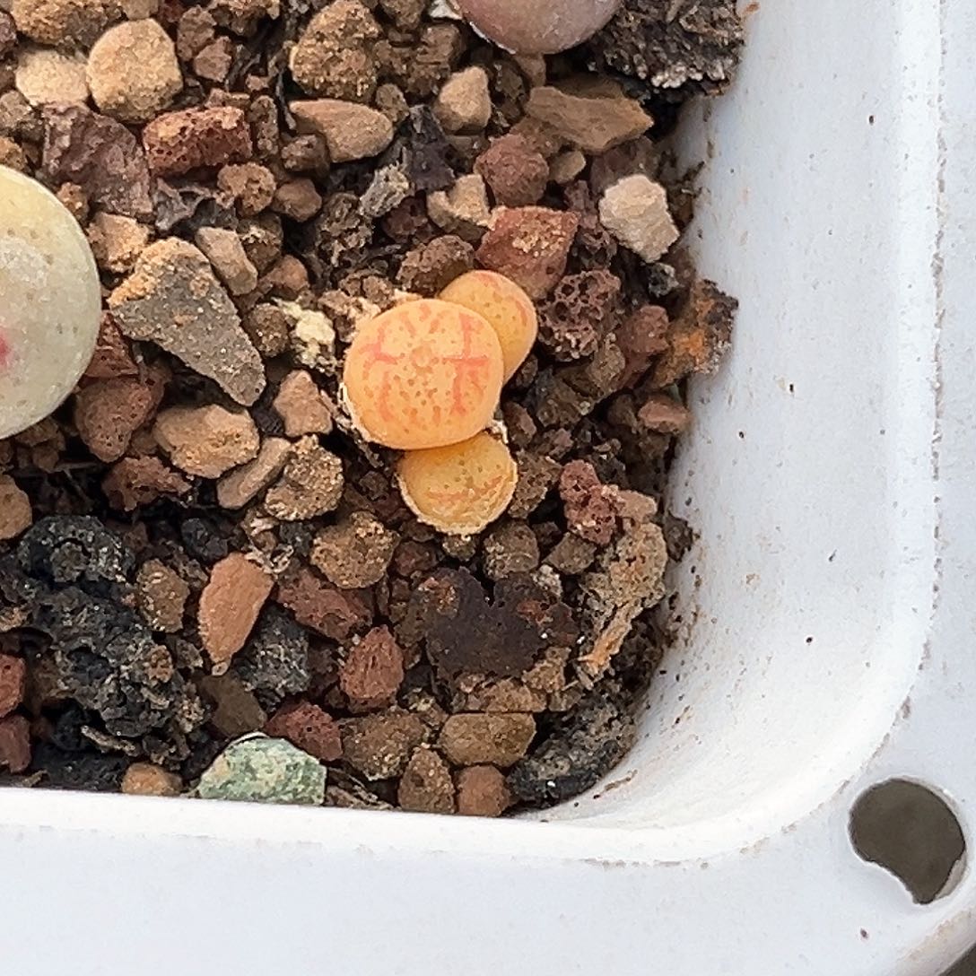 多肉植物满58包邮