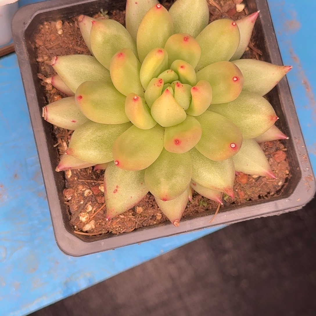 阿***系克里斯朵单头多肉植物