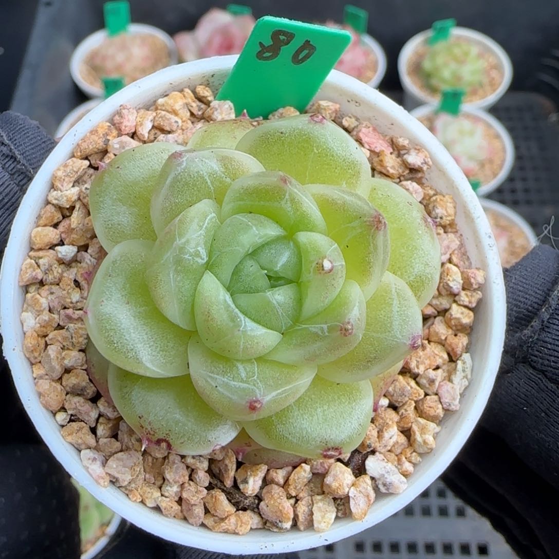 多肉80   麦秆  5厘米盆   h