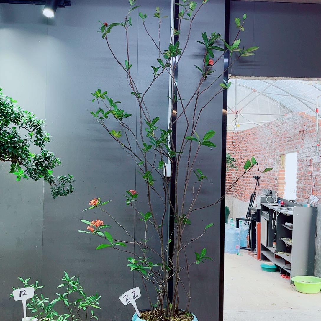 雪海岛龙船花精品