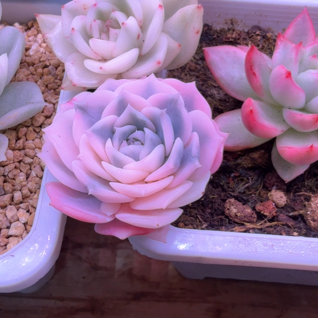 葱***顶葱花 多肉植物锦 多肉