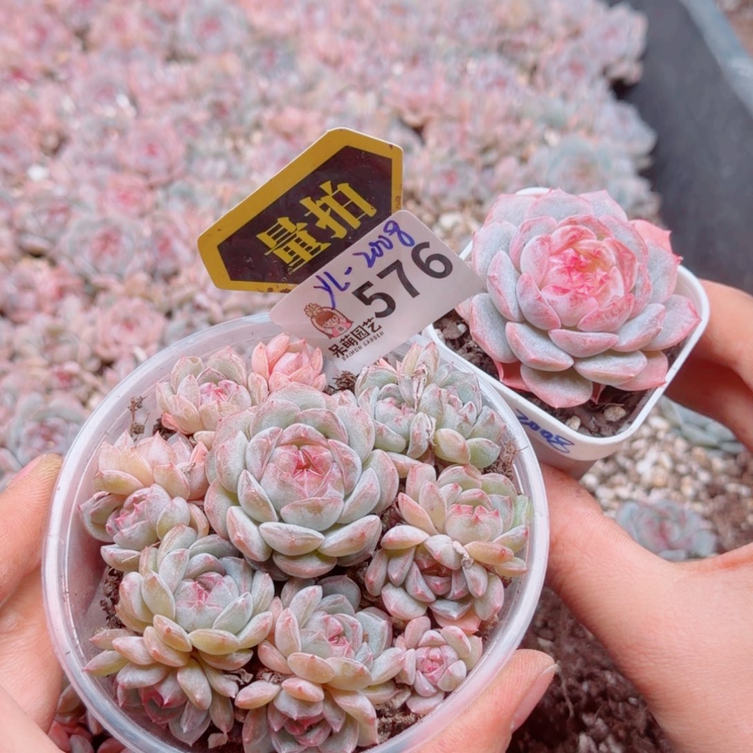 多肉植物多肉植物