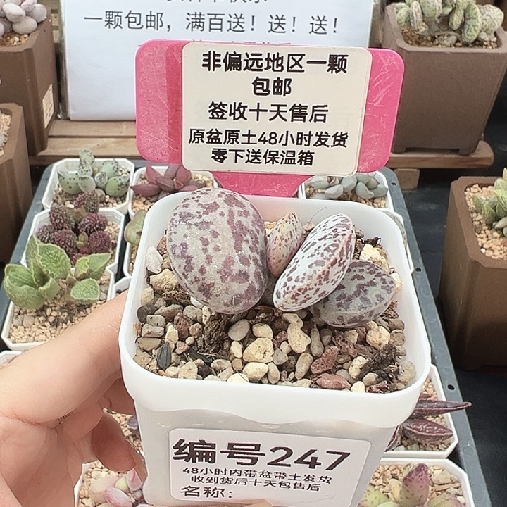 247巨型花蛋多肉植物