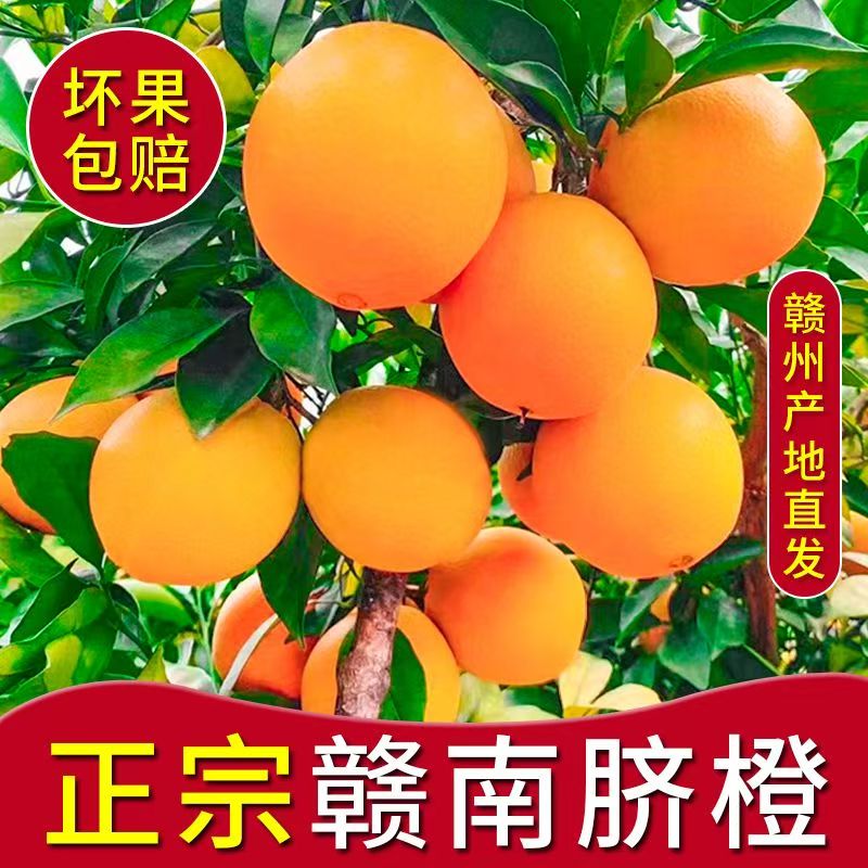 【赣州直发】正宗高山脐橙赣南脐橙同品种皮薄肉厚果园直发新鲜