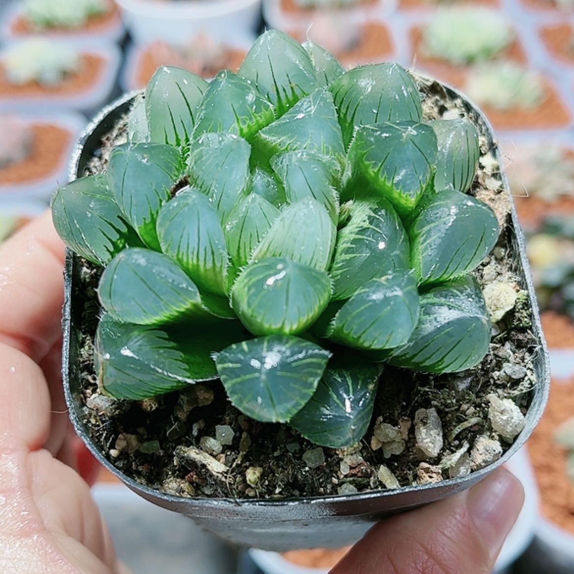 【闪购商品】蓝赤线