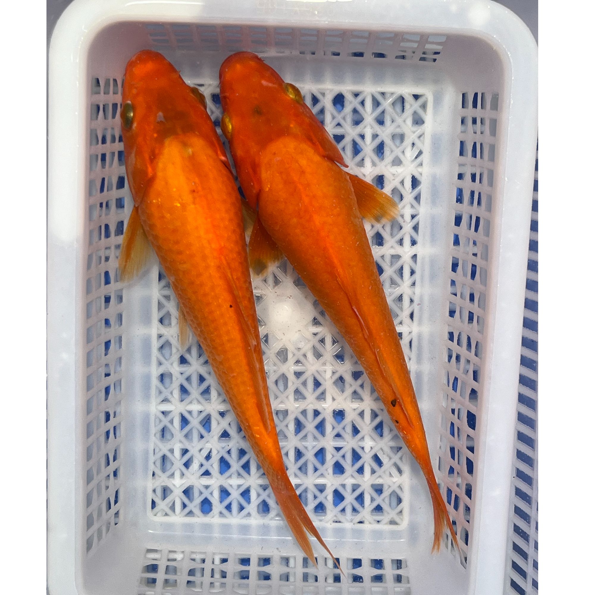 【18-20cm】芒果介子冷水观赏鱼血统色正好养耐活