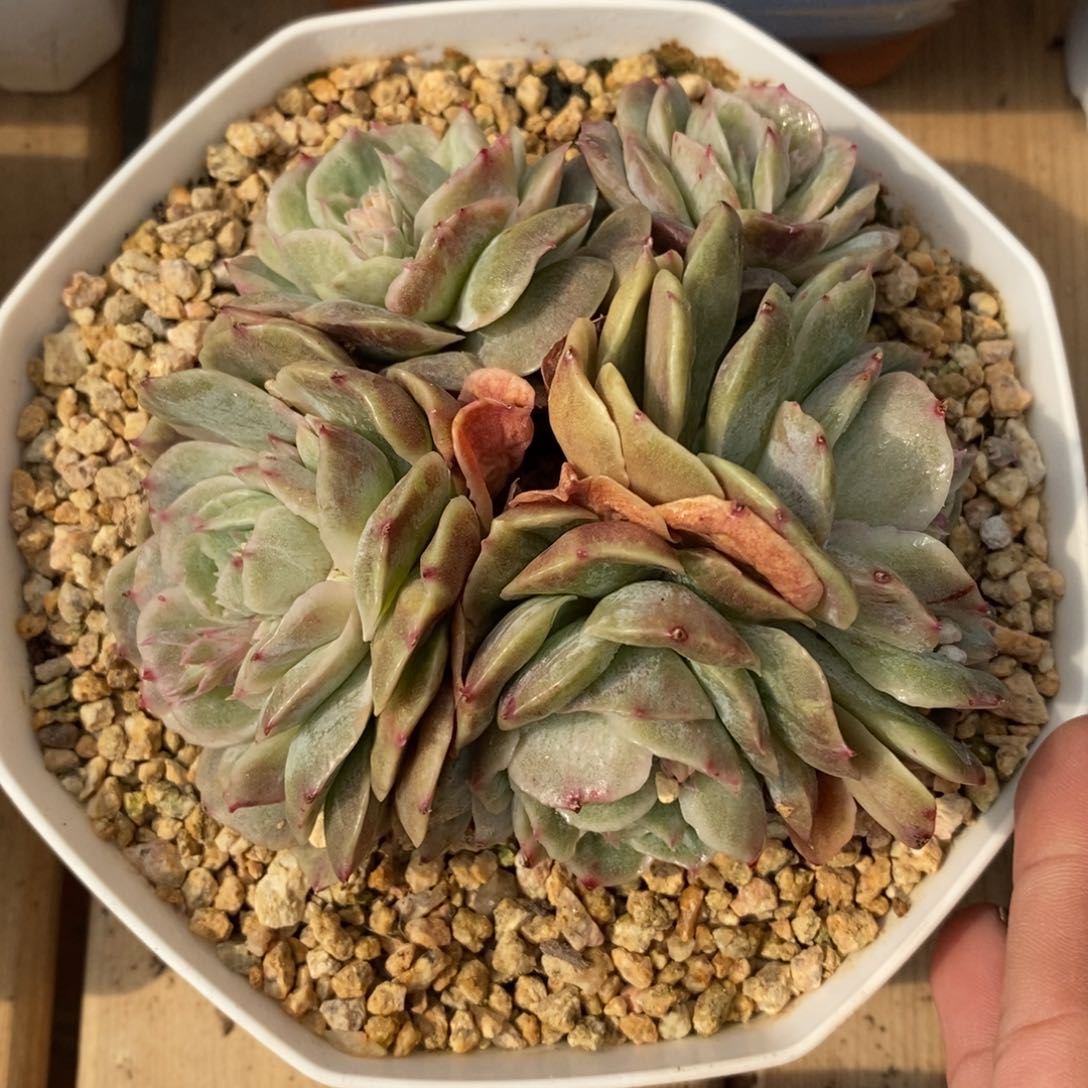 精品一物一拍多肉_昂斯诺石化群