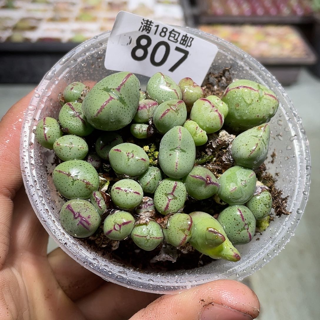 807当天凑满十八元包邮生石花