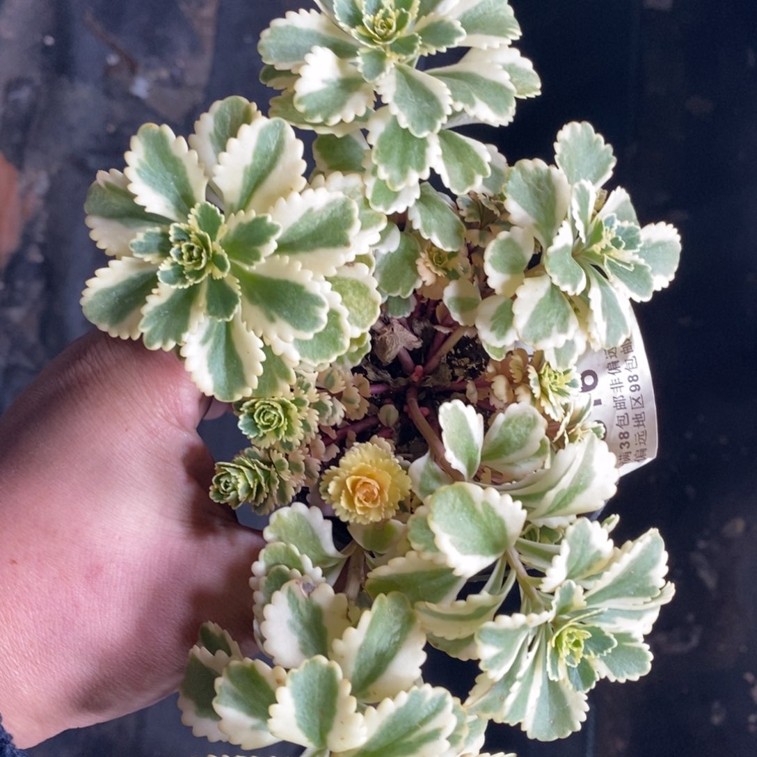 316亚特兰蒂斯锦群生