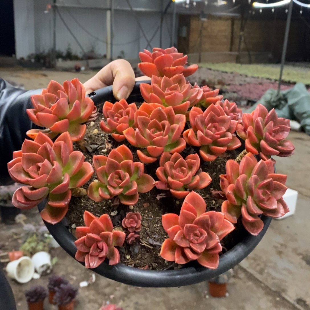 巧克力方砖散装带盆土大盆