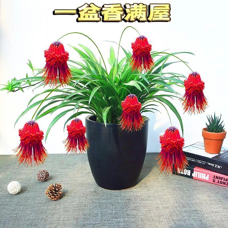 浓香型灯笼花吊兰四季开花植物客厅绿植盆栽花卉室外阳台水培耐寒