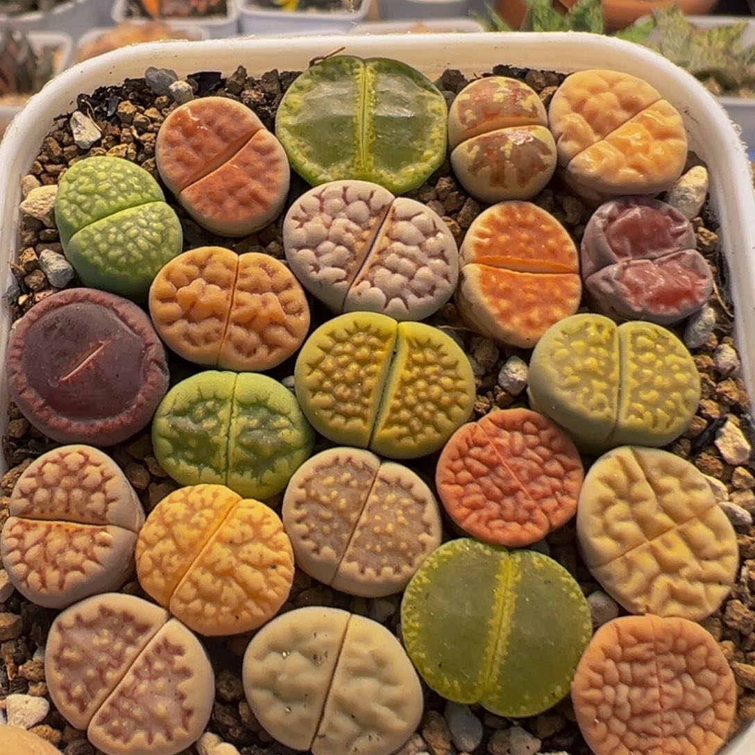 12多肉植物百科植物