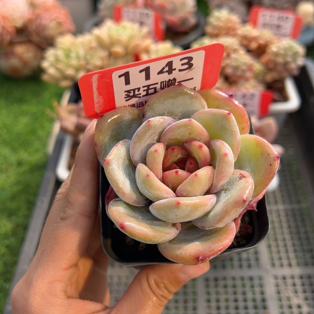 表妹精品精品多肉1143.