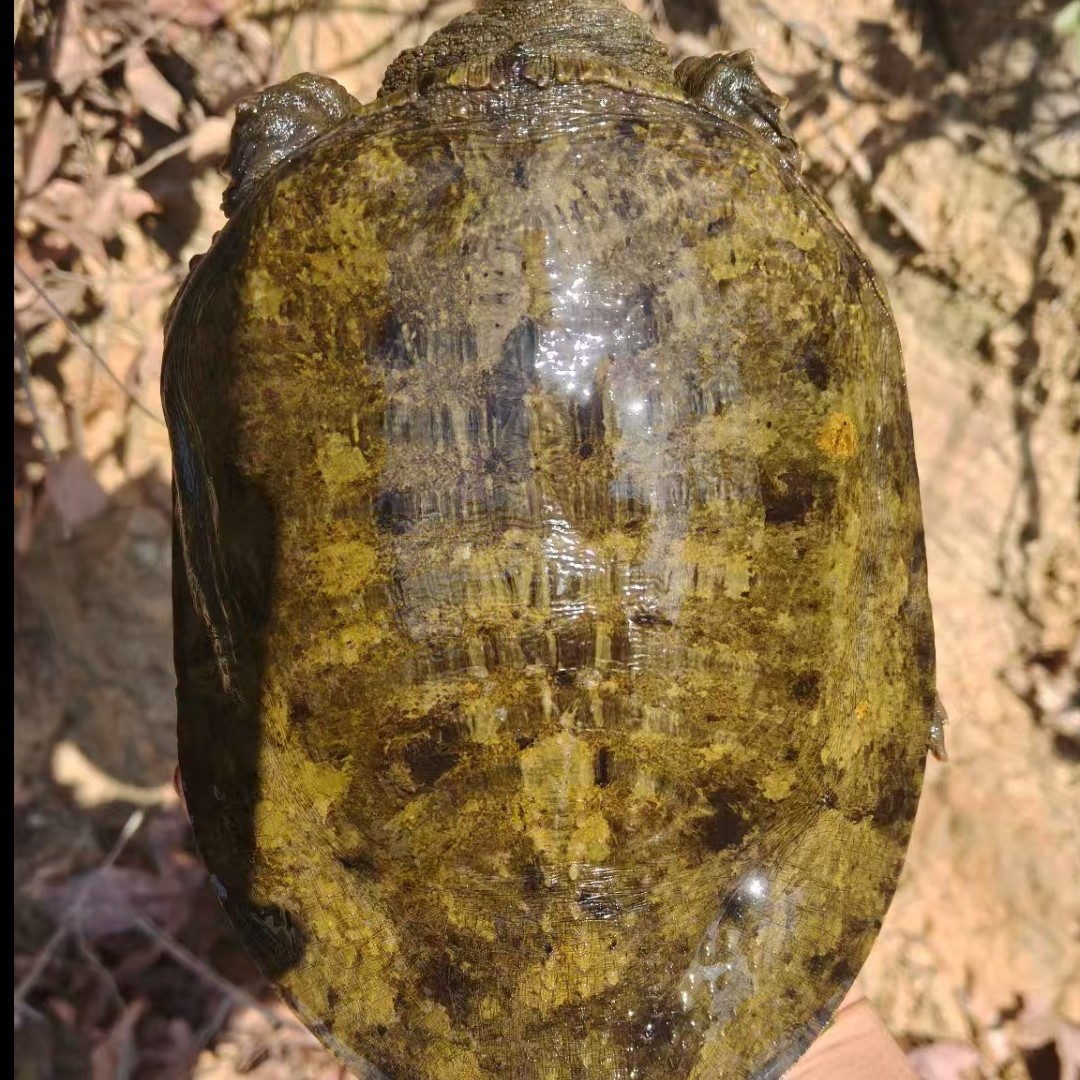鄂东大别山土甲鱼营养滋补鲜活