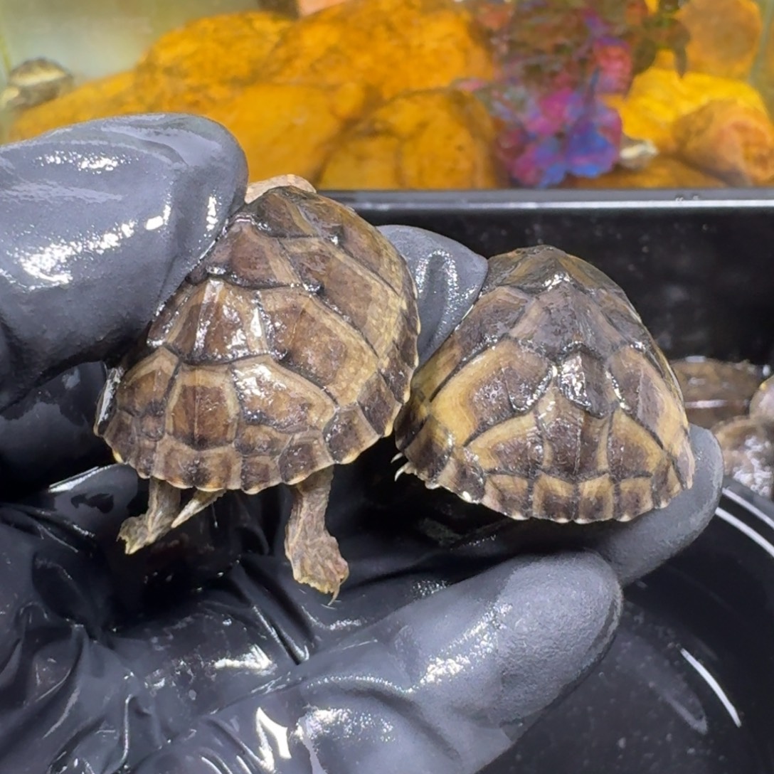 蛋龟不分公母麝香