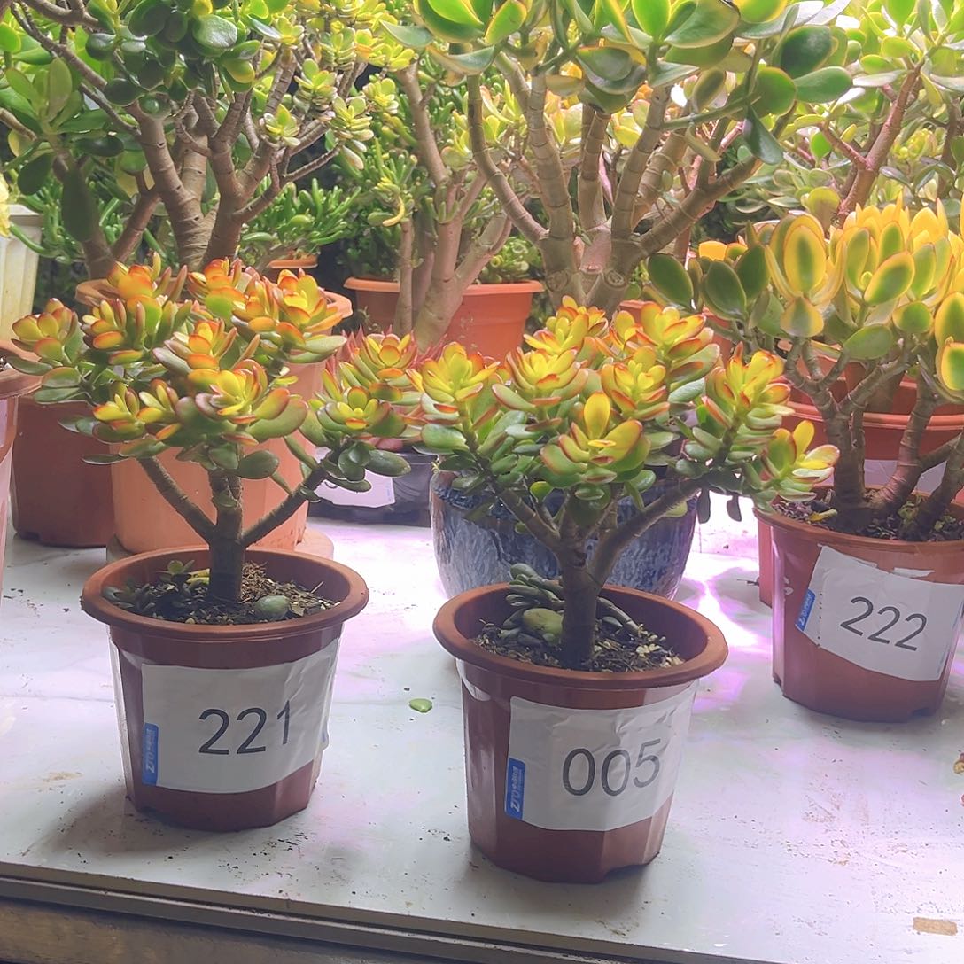 小号姬红糖果带盆带土7399