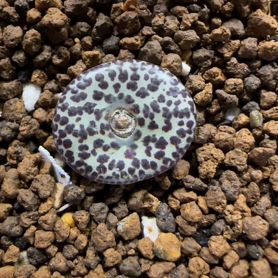 12.30。     马哥安贞。    2005