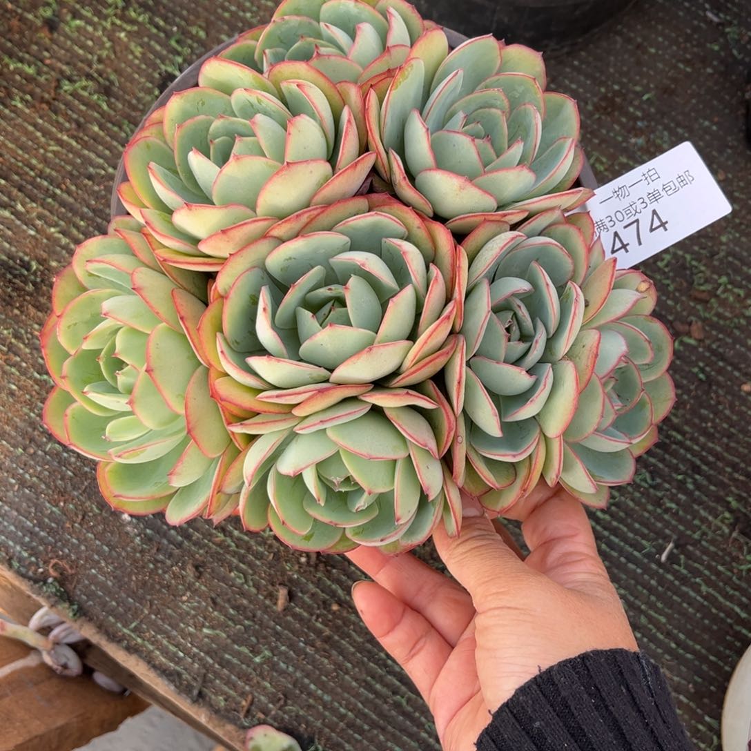 474牡丹亭群多肉植物……