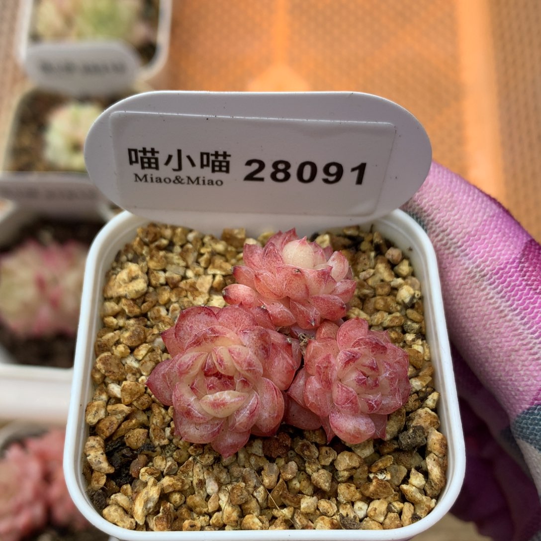 多肉植物糖心珍妮