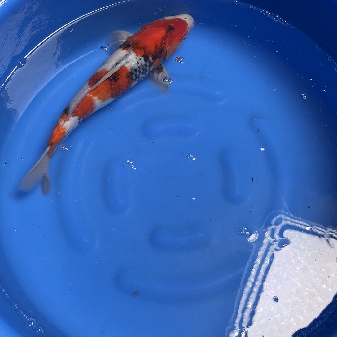 海水鱼大日蒙娜丽莎