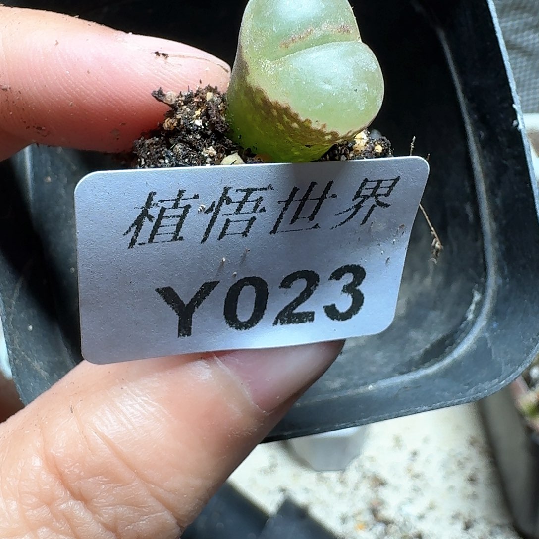 023号多肉植物哇cv