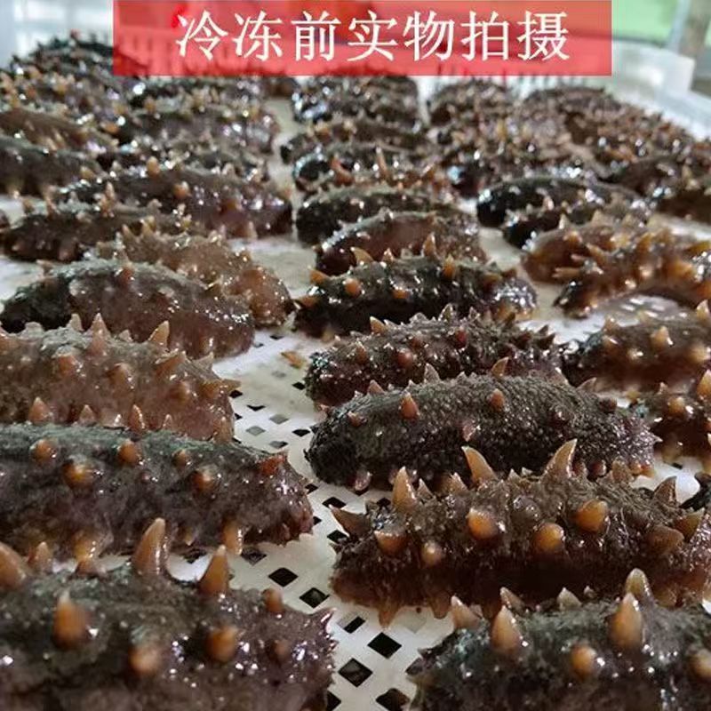 青岛深海鲜食海参-0添加-肉质肥厚-口感Q弹独立包装