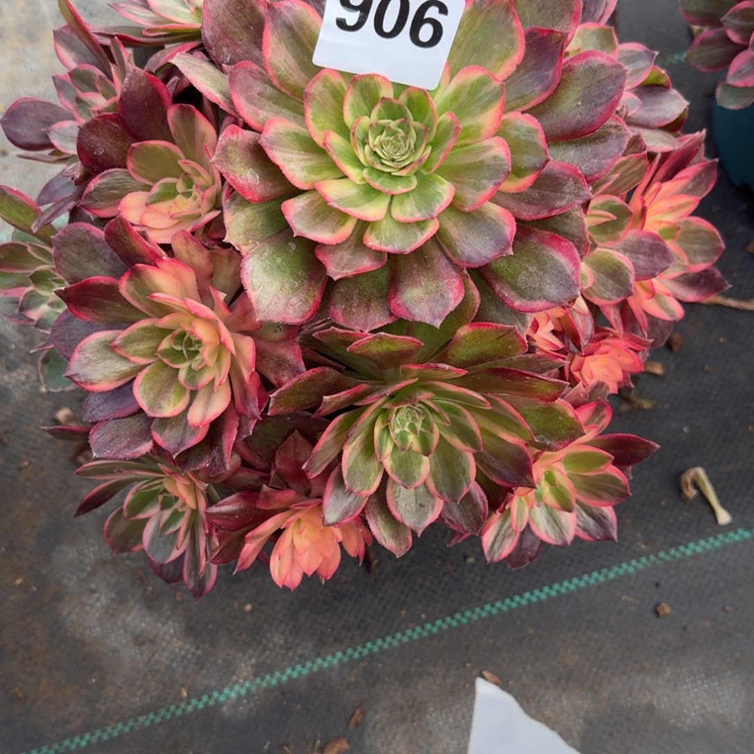 黑墨镜多肉植物老庄906