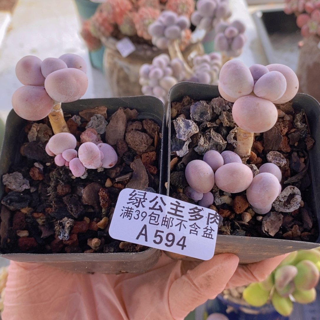 橙奶2颗594多肉植物