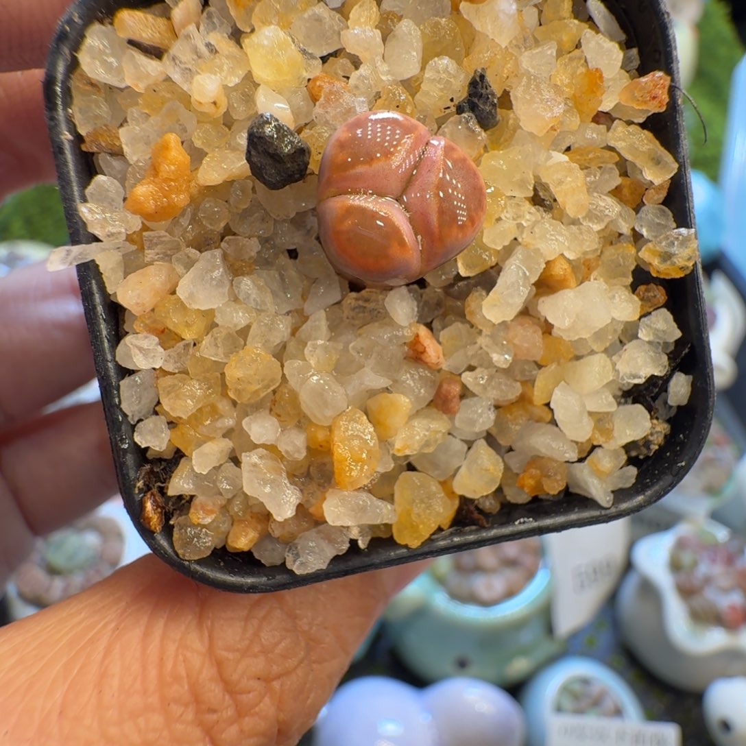 多肉植物福利冲554