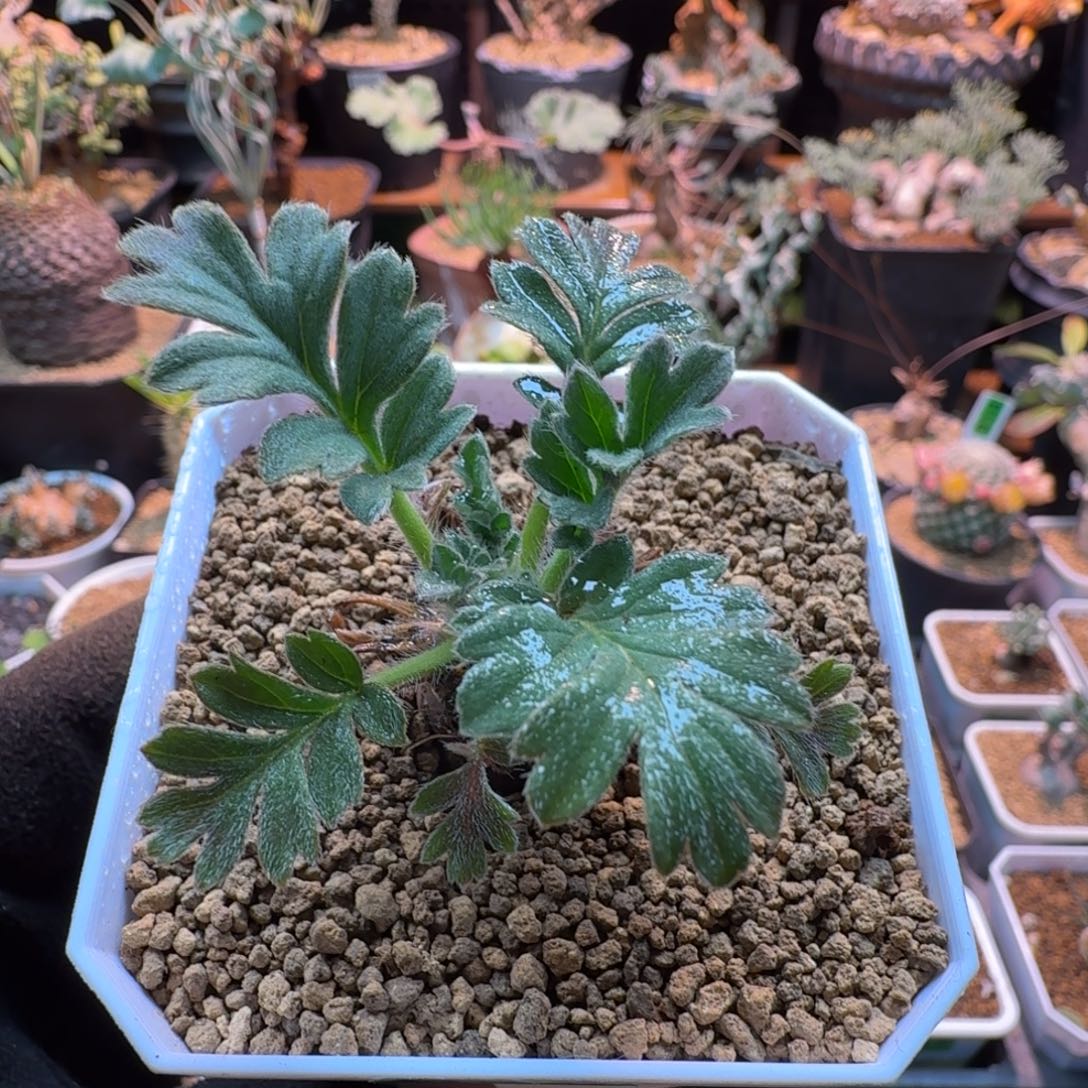 粉白花洋葵056 仙人球