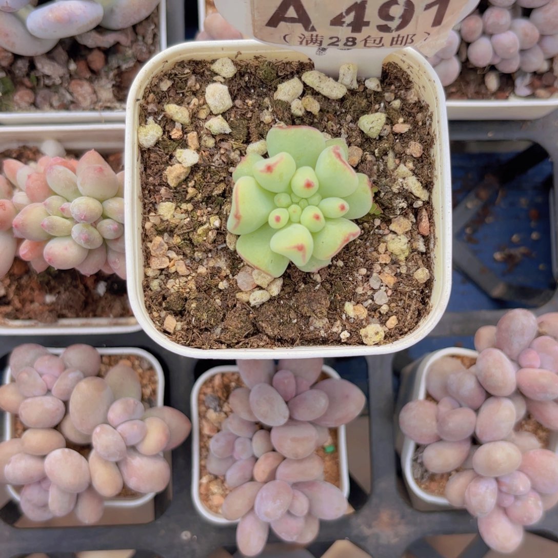 A491茉莉青提一物一拍